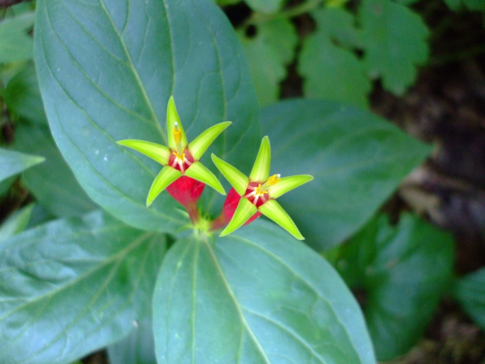Spigelia marilandica